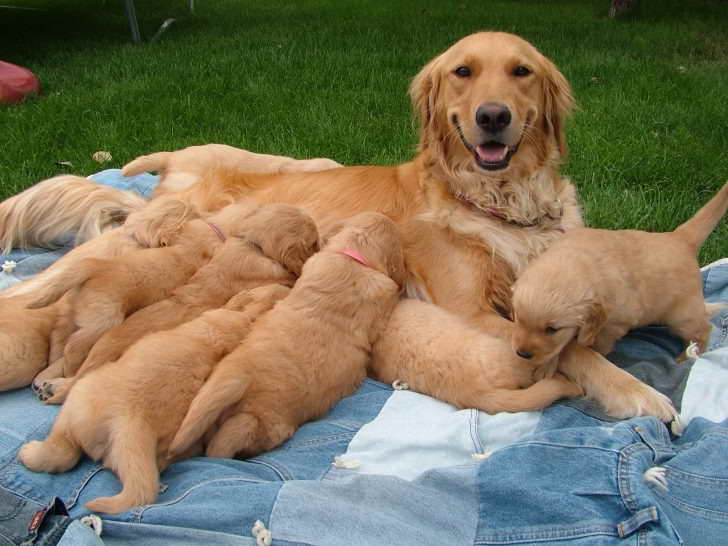 Golden Retriever Puppies Bakersfield