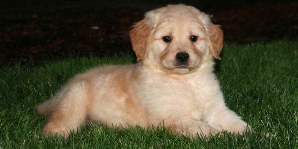 Golden Retriever Puppies Bend Oregon