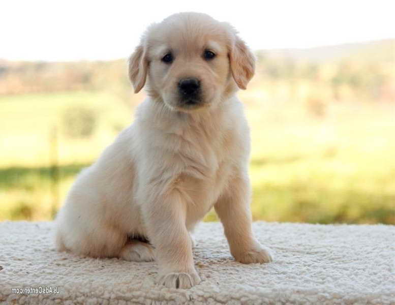 Golden Retriever Puppies Birmingham Al