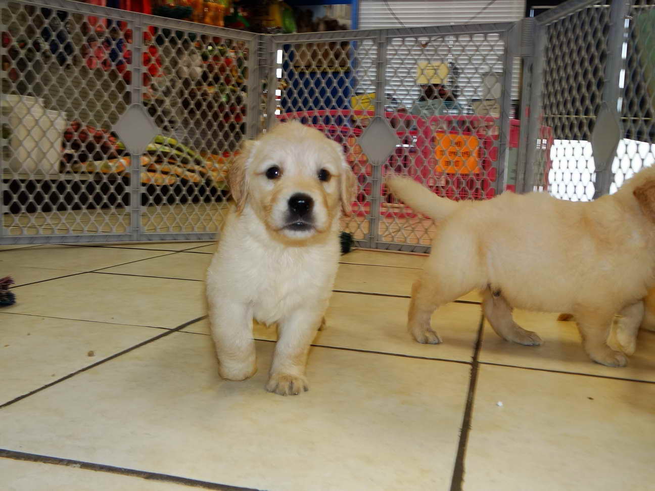 Golden Retriever Puppies Charlotte