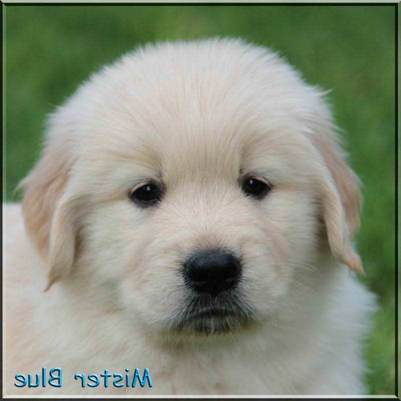 Golden Retriever Puppies Chattanooga Tn Petsidi