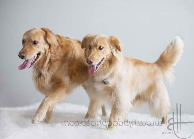 Golden Retriever Puppies Chicago
