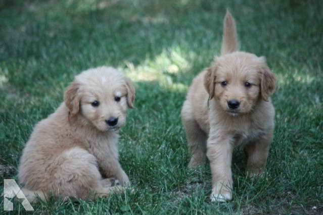 Golden Retriever Puppies Chico Ca