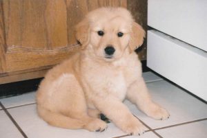 Golden Retriever Puppies Colorado