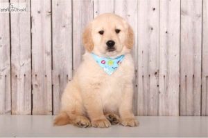Golden Retriever Puppies Columbus Ohio