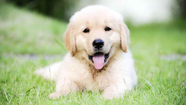 Golden Retriever Puppies Cost