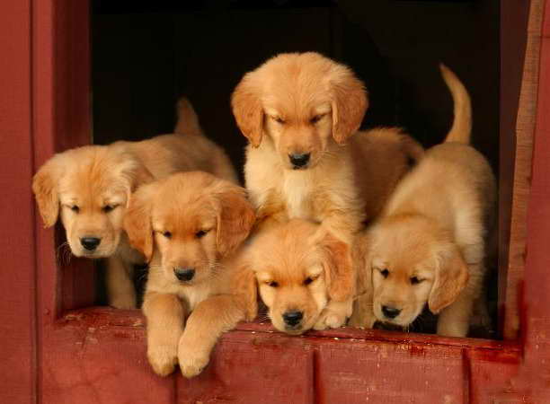 Golden Retriever Puppies Ct