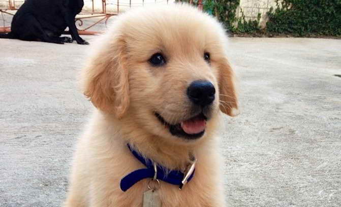 Golden Retriever Puppies Facts