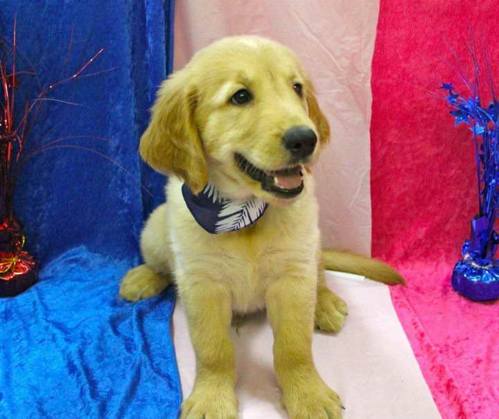 Golden Retriever Puppies Florida