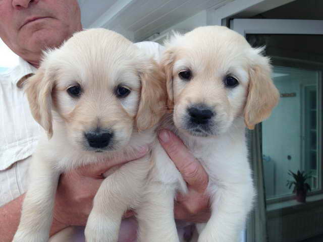 Golden Retriever Puppies For Adoption For Free | PETSIDI