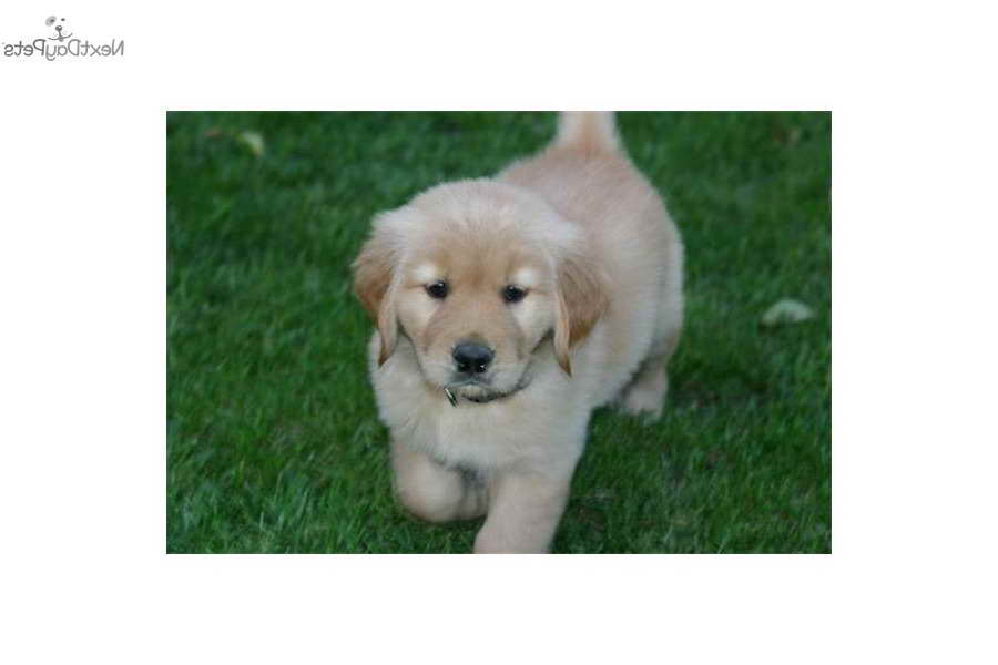 Golden Retriever Puppies For Sale Albany Ny