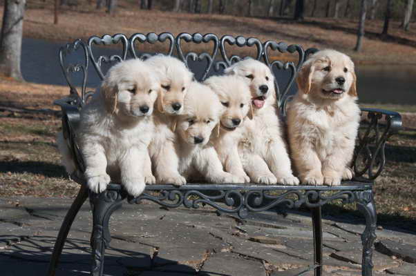 Golden Retriever Puppies For Sale Austin Tx