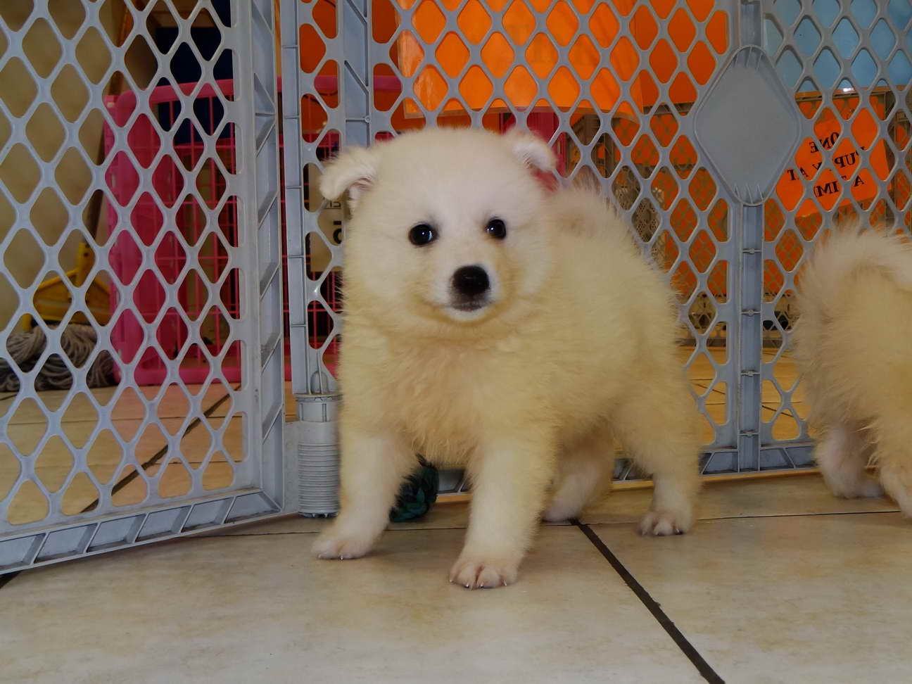 Golden Retriever Puppies For Sale California Craigslist