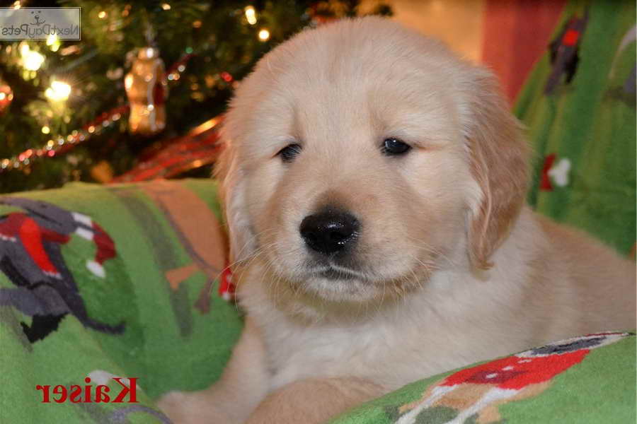 Golden Retriever Puppies For Sale Cincinnati Ohio | PETSIDI