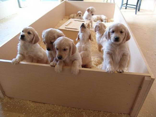 Golden Retriever Puppies For Sale Colorado Springs