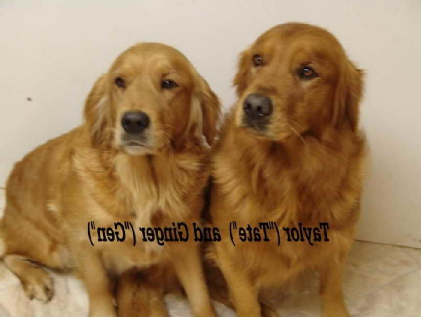 Golden Retriever Puppies For Sale Colorado