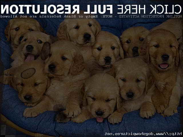 Golden Retriever Puppies For Sale Denver
