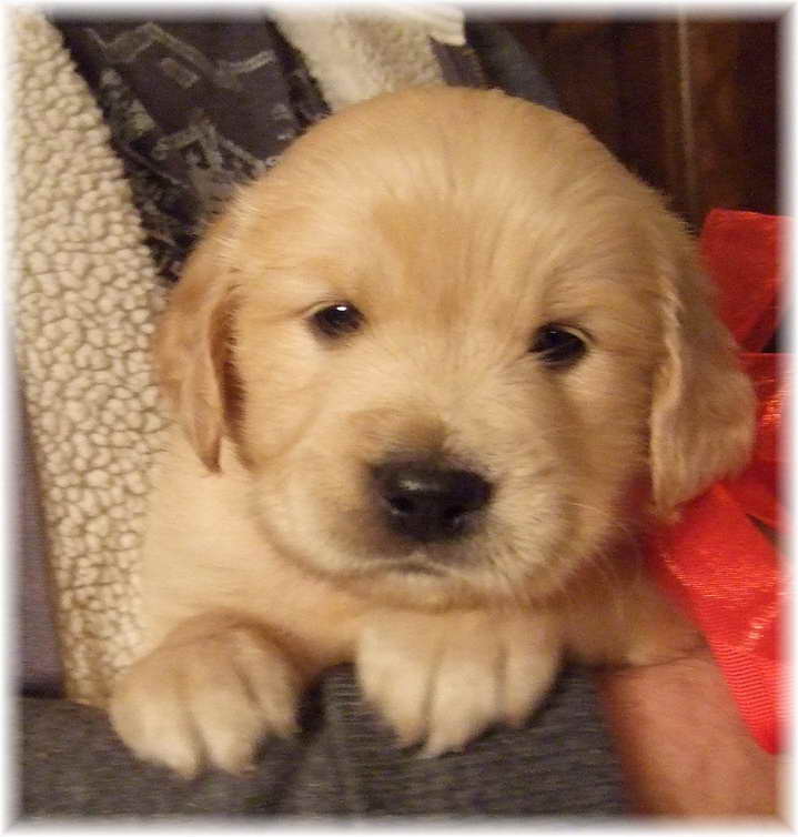 Golden Retriever Puppies For Sale Georgia | PETSIDI