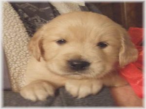 Golden Retriever Puppies For Sale In Alabama