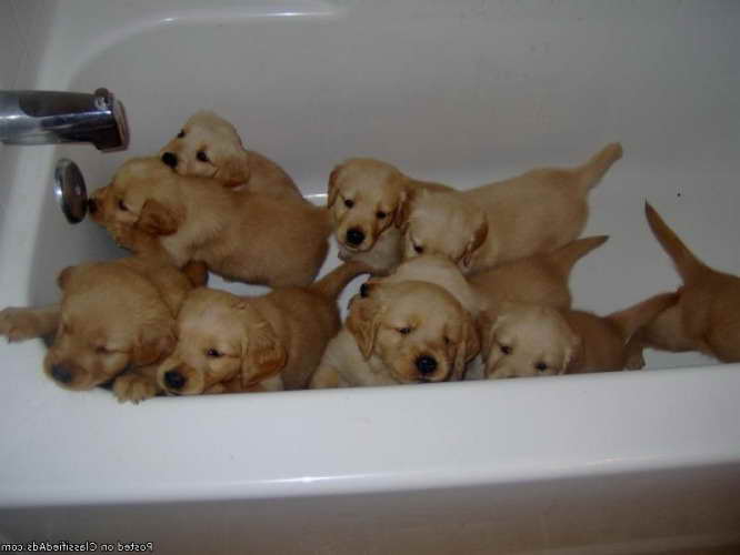 Golden Retriever Puppies For Sale In Arizona