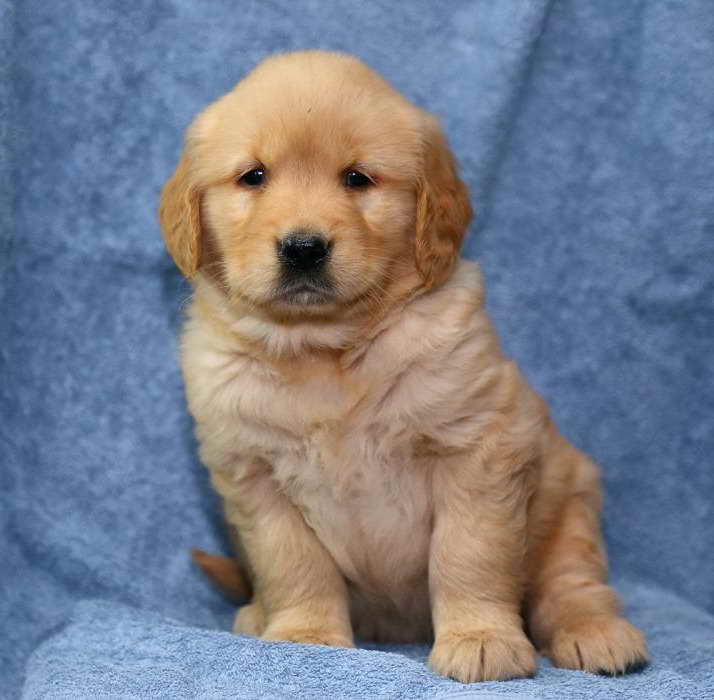 Golden Retriever Puppies For Sale In Arkansas