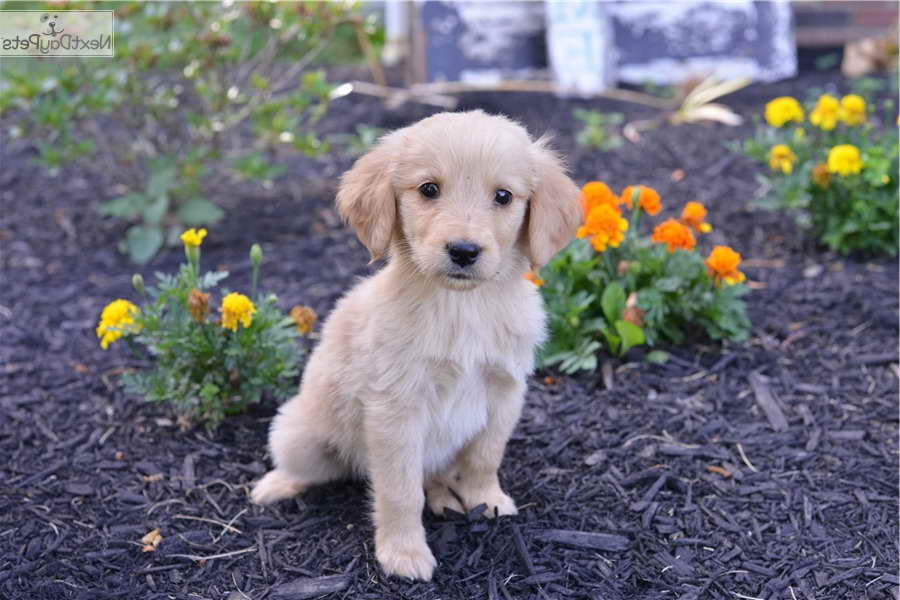 Golden Retriever Puppies For Sale In Cleveland Ohio | PETSIDI