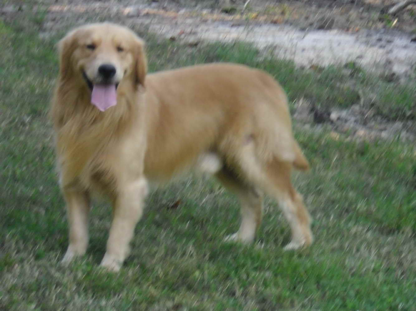 Golden Retriever Puppies For Sale In Eastern Nc