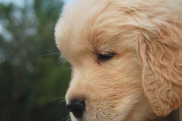 Golden Retriever Puppies For Sale In Florida