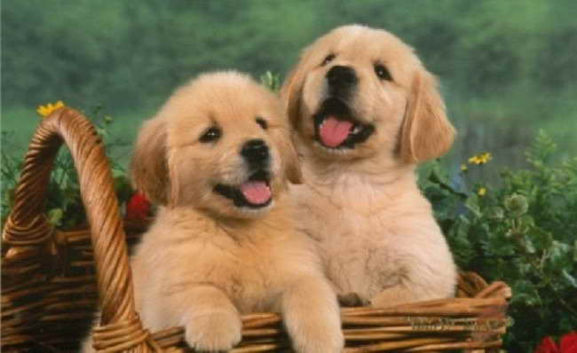 Golden Retriever Puppies For Sale In Illinois