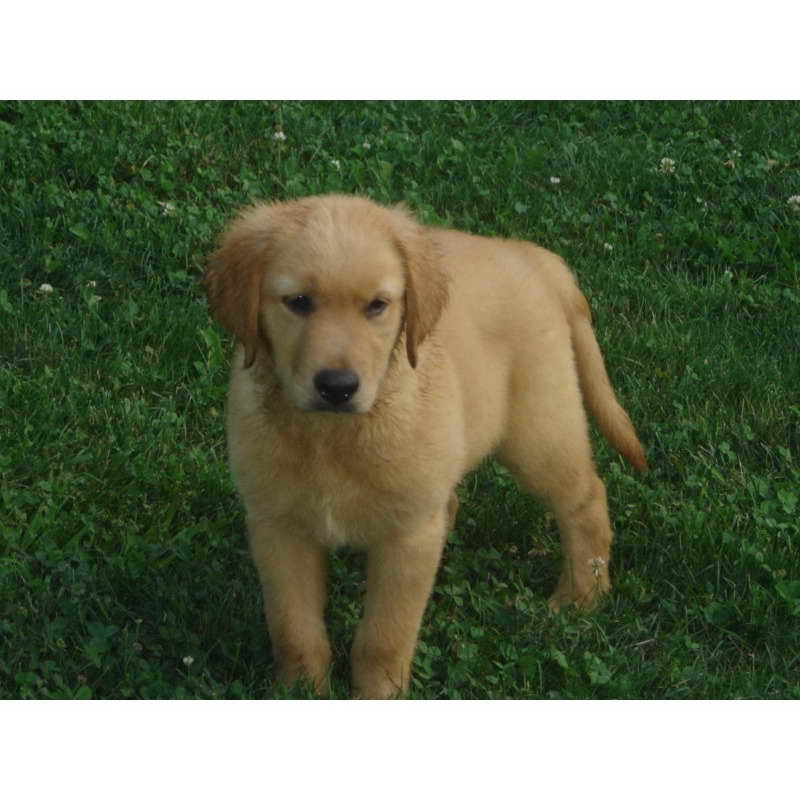Golden Retriever Puppies For Sale In Indiana