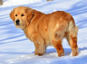 Golden Retriever Puppies For Sale In Iowa