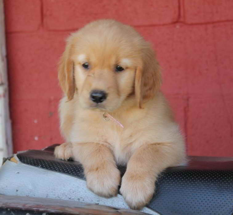 Golden Retriever Puppies For Sale In Kentucky