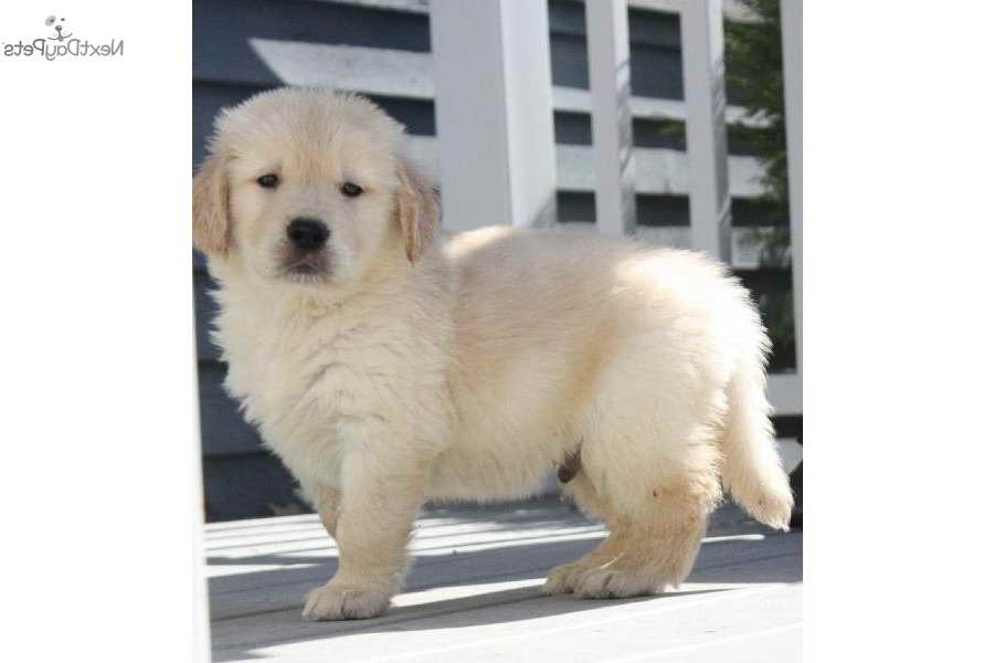 Golden Retriever Puppies For Sale In Maine