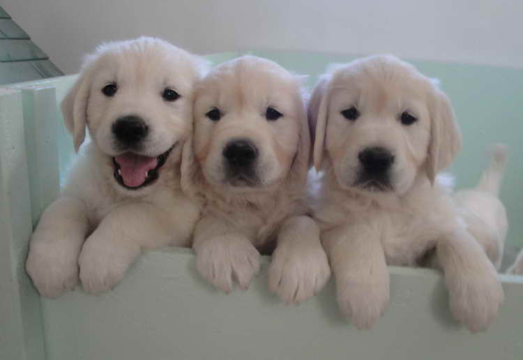 Golden Retriever Puppies For Sale In Mass