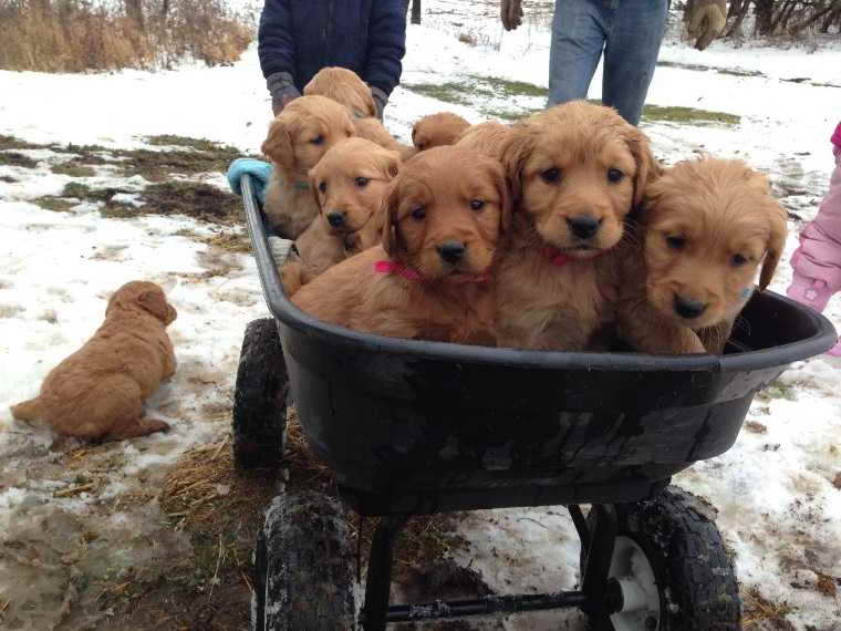Golden Retriever Puppies For Sale In Michigan Classifieds