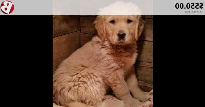 Golden Retriever Puppies For Sale In Nd