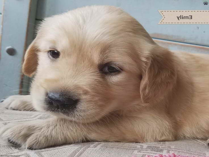 Golden Retriever Puppies For Sale In Pa Under 300