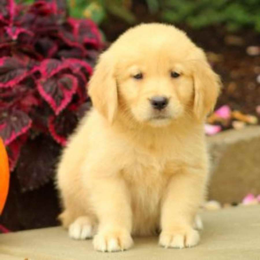 Golden Retriever Puppies For Sale In Pennsylvania