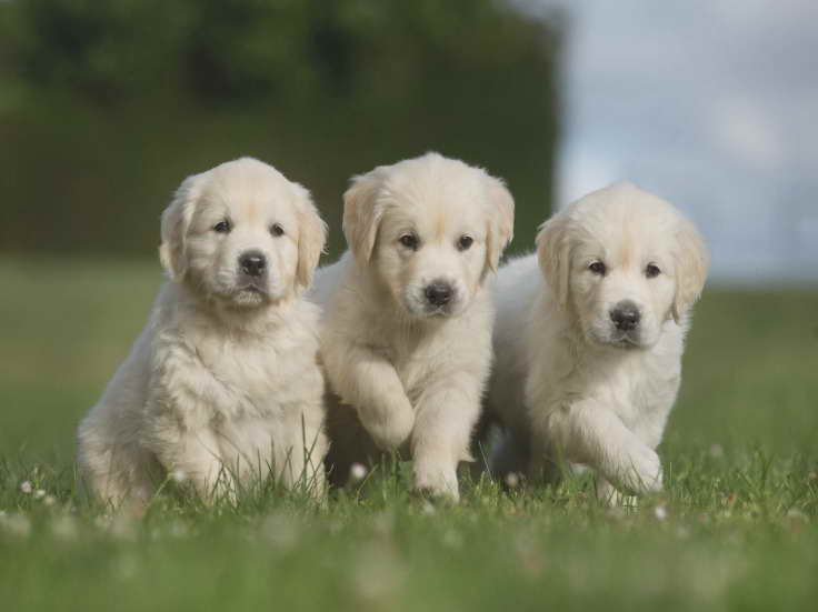 Golden Retriever Puppies For Sale In Phoenix Az