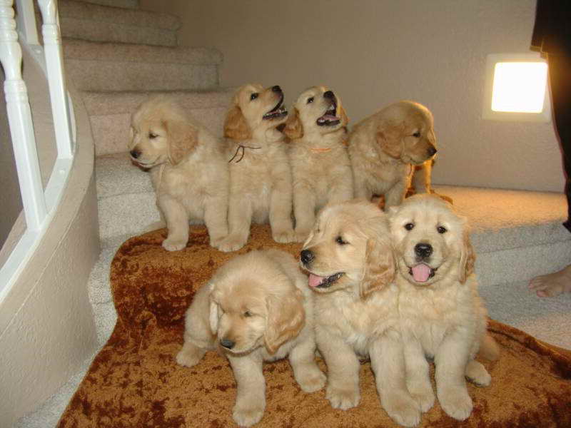 Golden Retriever Puppies For Sale In Phoenix