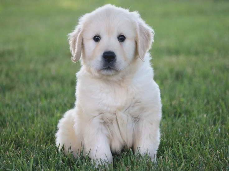 Golden Retriever Puppies For Sale In Pittsburgh Pa