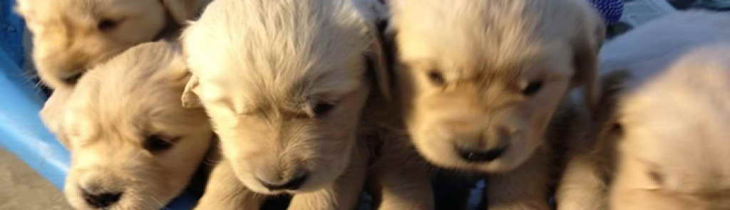 Golden Retriever Puppies For Sale In Rhode Island