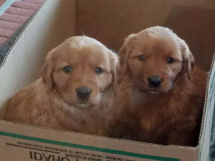 Golden Retriever Puppies For Sale In Sd