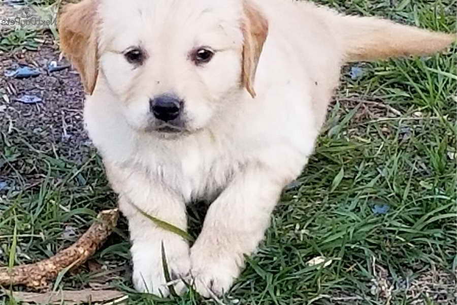 Golden Retriever Puppies For Sale In St Louis Mo | PETSIDI
