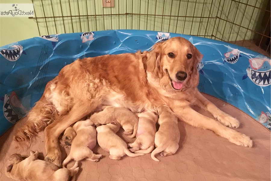 Golden Retriever Puppies For Sale In The Bay Area