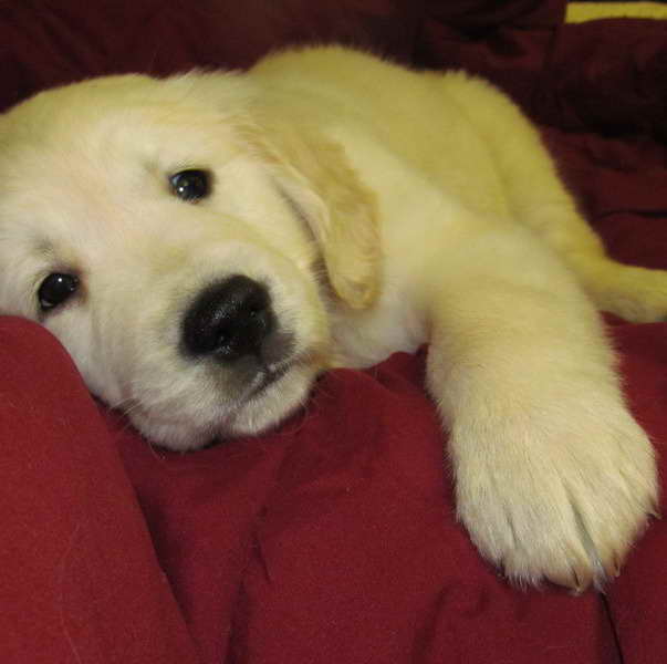 Golden Retriever Puppies For Sale In Wv