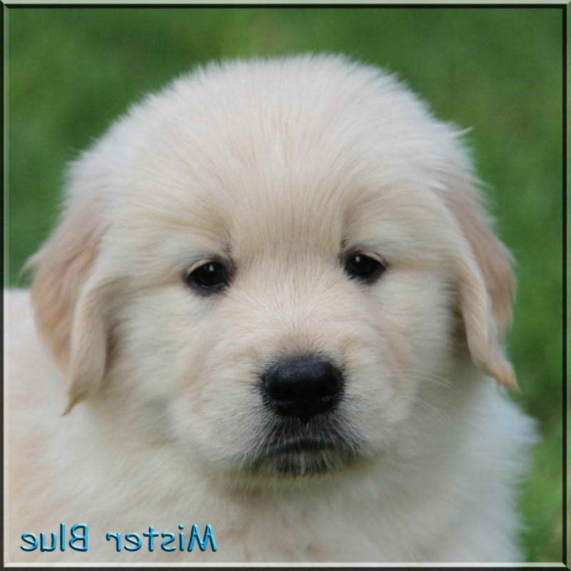 Golden Retriever Puppies For Sale Knoxville Tn