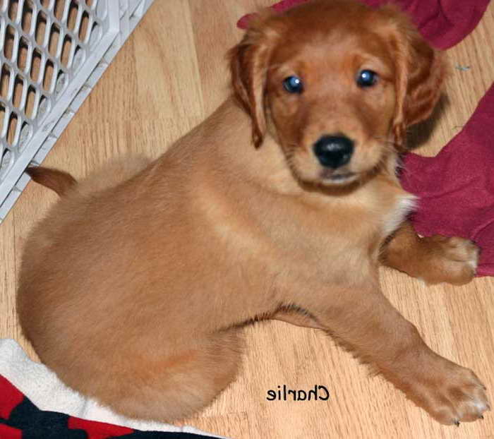 Golden Retriever Puppies For Sale Madison Wi