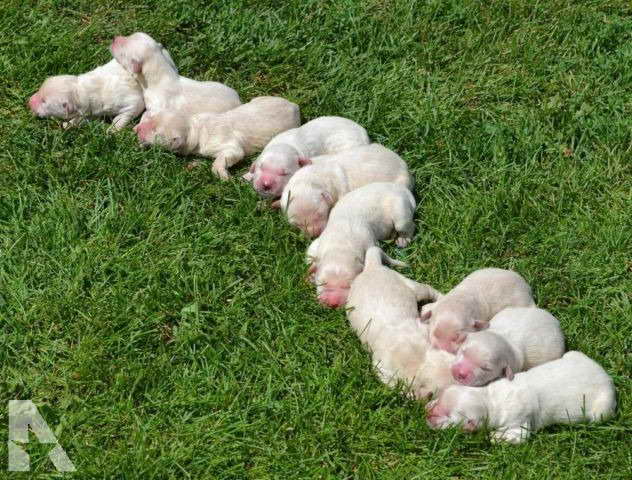 Golden Retriever Puppies For Sale Michigan