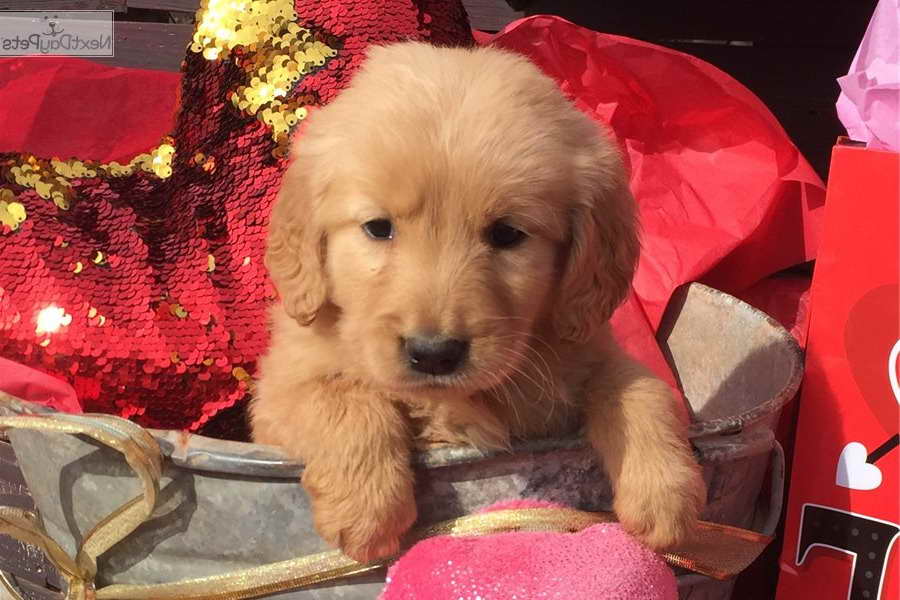 Golden Retriever Puppies For Sale Oklahoma